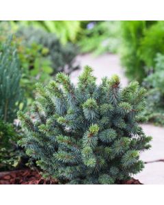 Picea sitchensis 'Midget'