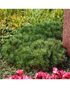 Pinus mugo mugo