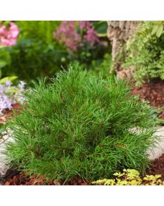 Pinus mugo pumilio