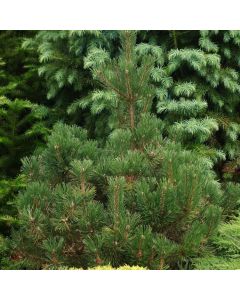 Pinus mugo 'Rigi'