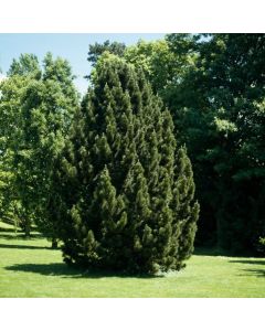 Pinus nigra nigra