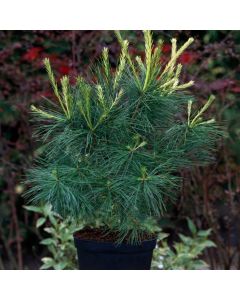 Pinus strobus