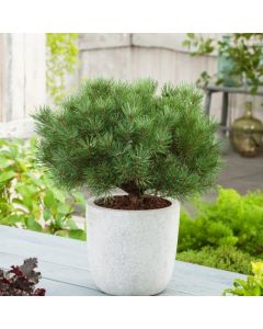 Pinus sylvestris 'Sandringham'