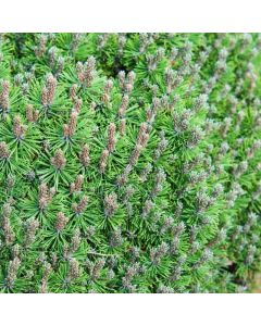 Pinus mugo uncinata