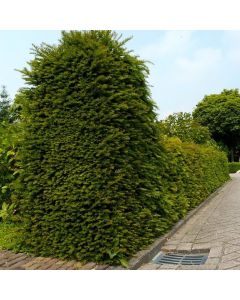 Taxus baccata
