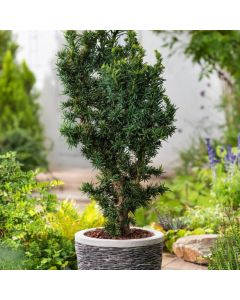 Taxus baccata 'Cristata'