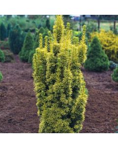 Taxus baccata 'David'