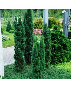 Taxus baccata 'Fastigiata Robusta'