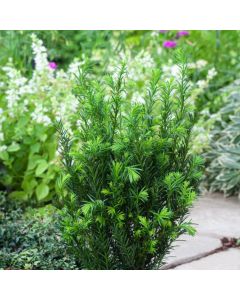 Taxus media 'Groenland'