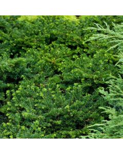 Taxus media 'Nidiformis'