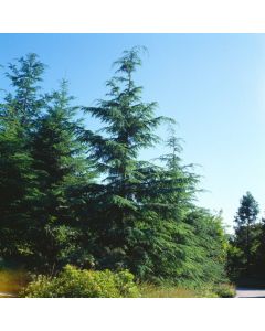Tsuga heterophylla