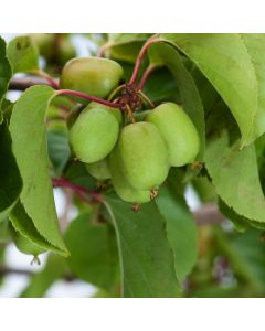 Actinidia arguta 'Issai'