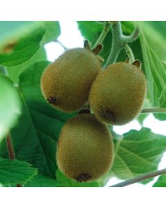 Actinidia deliciosa 'Atlas'