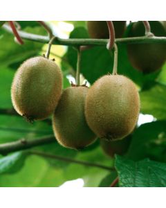 Actinidia deliciosa 'Hayward'