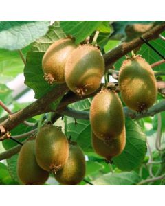 Actinidia deliciosa 'Jenny'