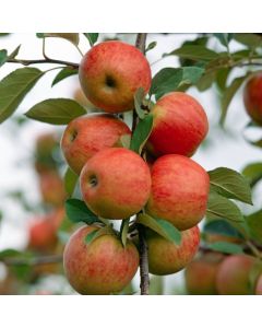 Malus domestica 'Elstar'