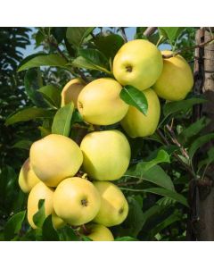 Malus domestica 'Golden Delicious'