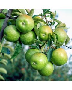Malus domestica 'Granny Smith'