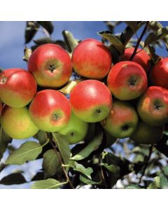 Malus domestica 'Jonagold'