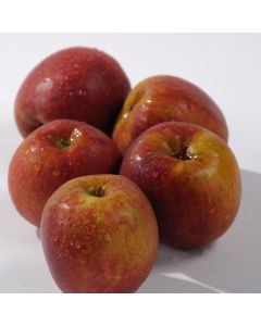 Malus domestica 'Rode Boskoop'