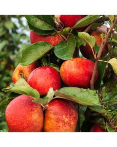 Malus domestica 'Schone van Boskoop'