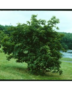 Mespilus germanica 'Nottingham'