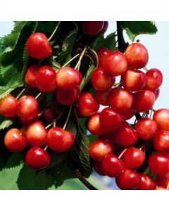 Prunus avium 'Bigarreau Napoléon'