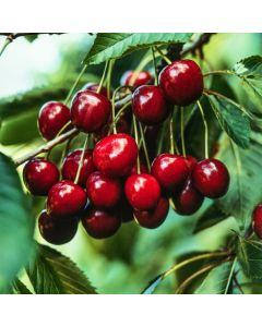 Prunus avium 'Hedelfinger Riesenkirsche'