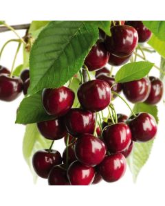 Prunus avium 'Kordia'