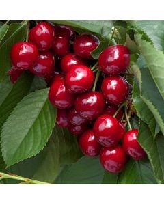 Prunus avium 'Lapins'
