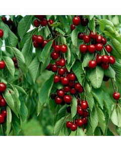 Prunus avium 'Regina'