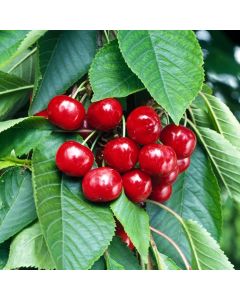 Prunus avium 'Stella'