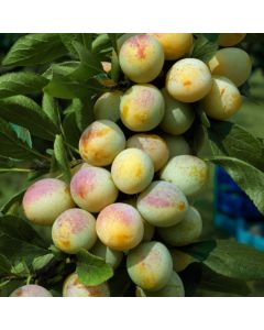 Prunus domestica 'Mirabelle de Nancy'