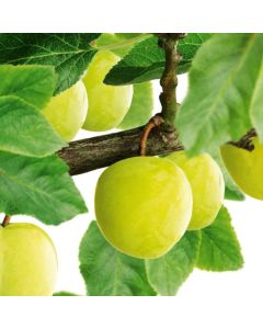 Prunus domestica 'Ontario'