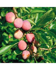Prunus domestica 'Opal'