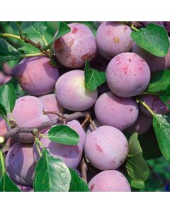 Prunus domestica 'Reine Claude d'Althan'