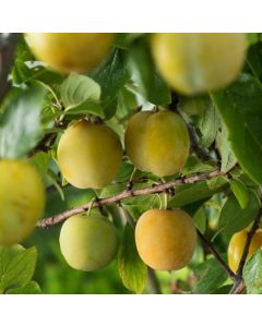 Prunus domestica 'Reine Claude d'Oullins'