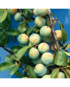 Prunus domestica 'Reine Claude Verte'