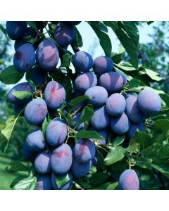 Prunus domestica 'Stanley'