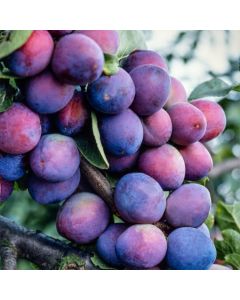 Prunus domestica 'The Czar'