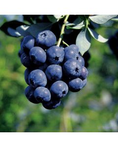 Vaccinium corymbosum 'Bluecrop'