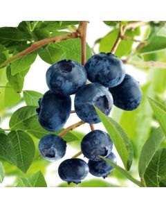 Vaccinium corymbosum 'Duke'
