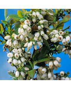Vaccinium corymbosum 'Jersey'
