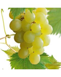 Vitis 'Himrod'