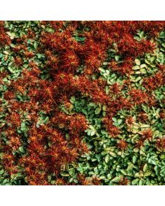 Acaena magellanica