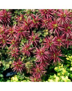 Acaena microphylla