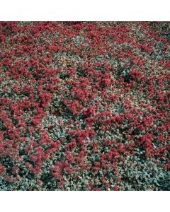 Acaena microphylla 'Kupferteppich'