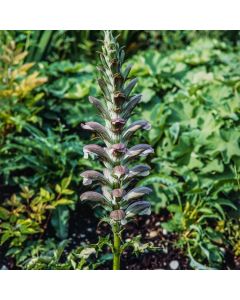 Acanthus hungaricus