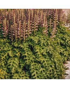 Acanthus mollis