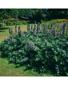 Acanthus spinosus